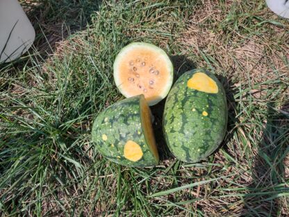 Stardust Watermelon (Certified Organic)