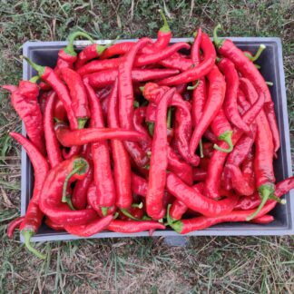 Syrian Goathorn Hot Pepper (Certified Organic)