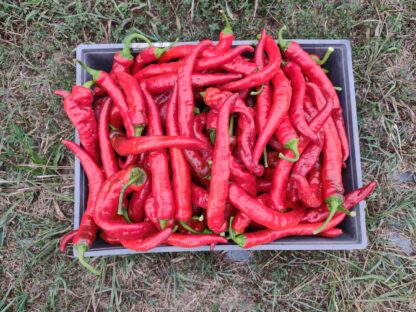 Syrian Goathorn Hot Pepper (Certified Organic)