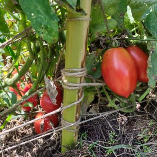 Roma VF Virginia Select (Certified Organic)