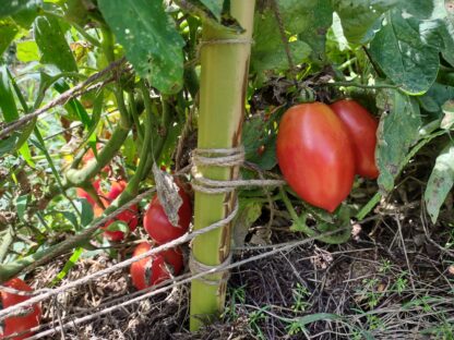 Roma VF Virginia Select (Certified Organic)