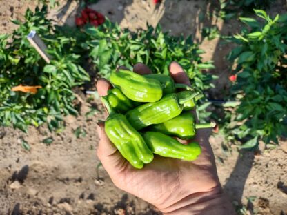 Stavros Pepperoncini (Certified Organic)