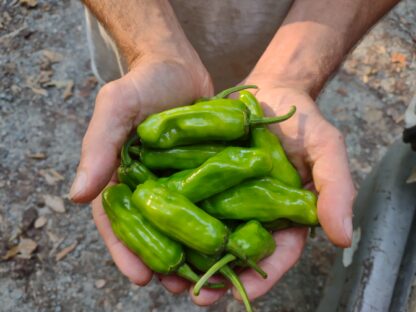 Golden Greek Pepperoncini (Certified Organic)