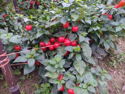 Lago Agrio Sweet Pepper (Certified Organic) - Image 3