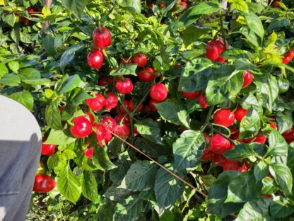 Lago Agrio Sweet Pepper (Certified Organic) - Image 2