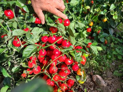 Lago Agrio Sweet Pepper (Certified Organic)