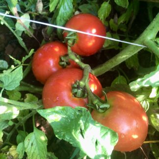 Mountaineer Pride Tomato (West Virginia 17A) (Certified Organic)