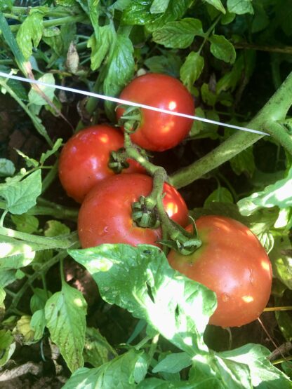 Mountaineer Pride Tomato (West Virginia 17A) (Certified Organic)