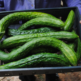 Suyo Long Cucumber (Certified Organic)