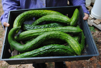 Suyo Long Cucumber (Certified Organic)
