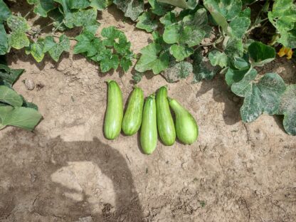 King Ka Ae F3 Korean Summer Squash - Research Sample (Certified Organic)