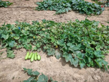 King Ka Ae F3 Korean Summer Squash - Research Sample (Certified Organic) - Image 2