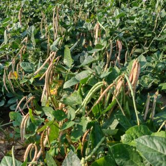 Whippoorwill Southern Pea (Certified Organic)
