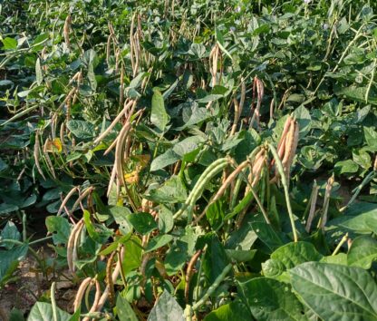 Whippoorwill Southern Pea (Certified Organic)