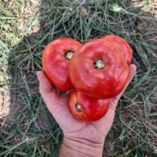Mannon's Majesty Tomato (West Virginia 23) (Certified Organic)