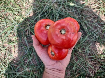 Mannon's Majesty Tomato (West Virginia 23) (Certified Organic)