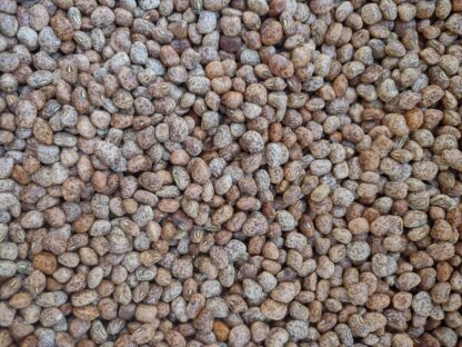 Whippoorwill Southern Pea (Certified Organic) - Image 2