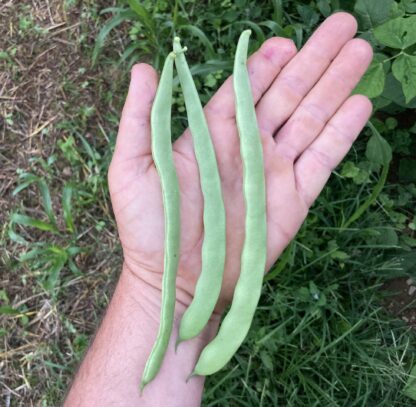 Lualualei Pole Green Bean (Certified Organic) - Image 2