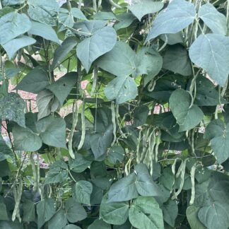 Lualualei Pole Green Bean (Certified Organic)