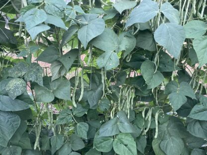 Lualualei Pole Green Bean (Certified Organic)