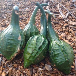 Maranka Gourd (Ecologically Grown)