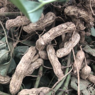 Tennessee Red Valencia Peanut (Certified Organic)