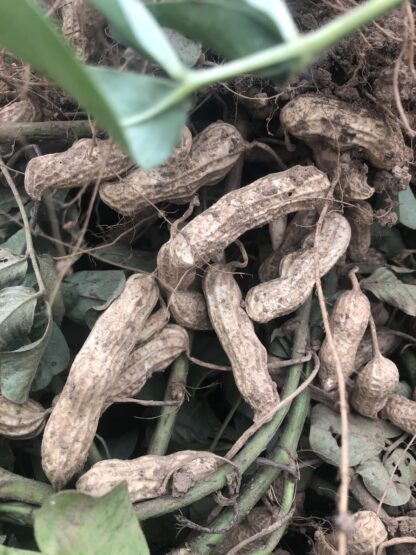 Tennessee Red Valencia Peanut (Certified Organic)