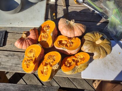 Vine Borer Resistant Kabocha Population