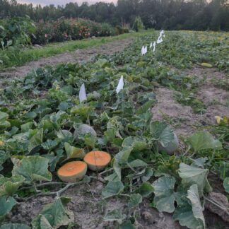 Donate to Research at CWSG Farms