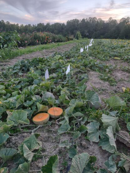 Donate to Research at CWSG Farms