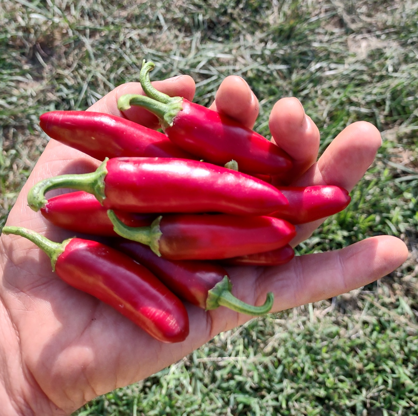 Szegedi 179 Hot Pepper (Certified Organic) - Common Wealth Seed