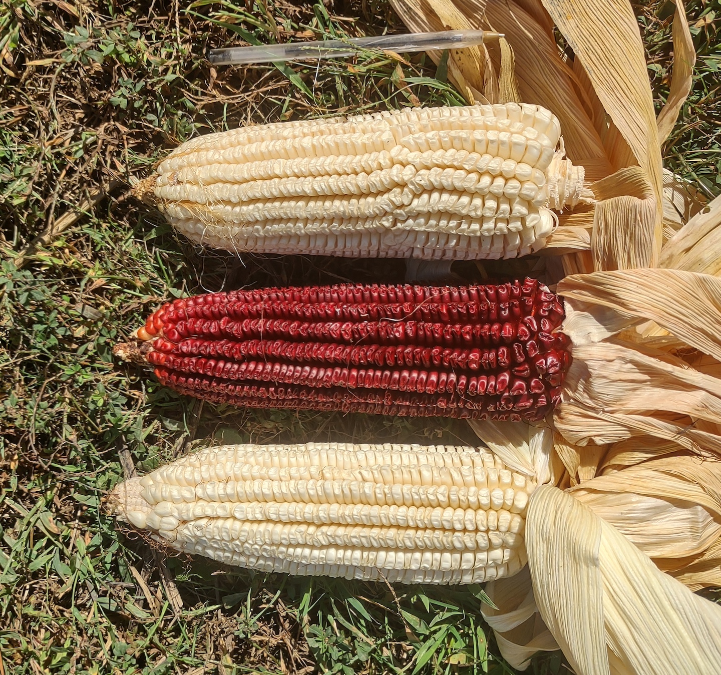Ozark Gourdseed Corn (Ecologically Grown) - Common Wealth Seed Growers